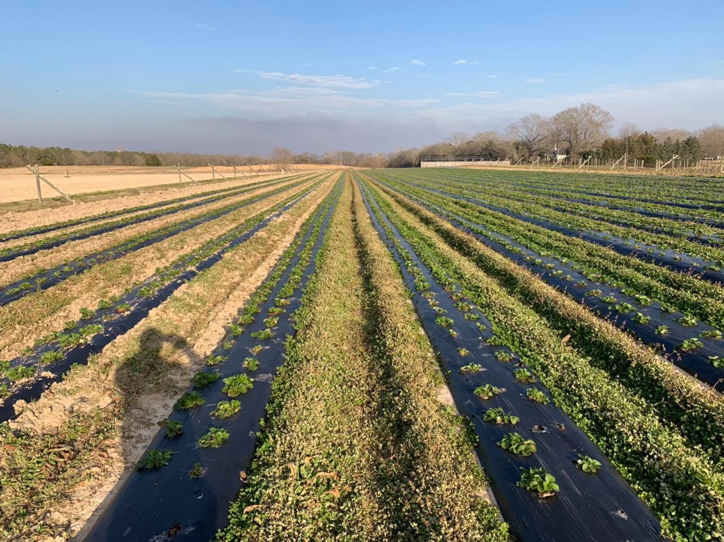 Mayhew Tomato Farm fields