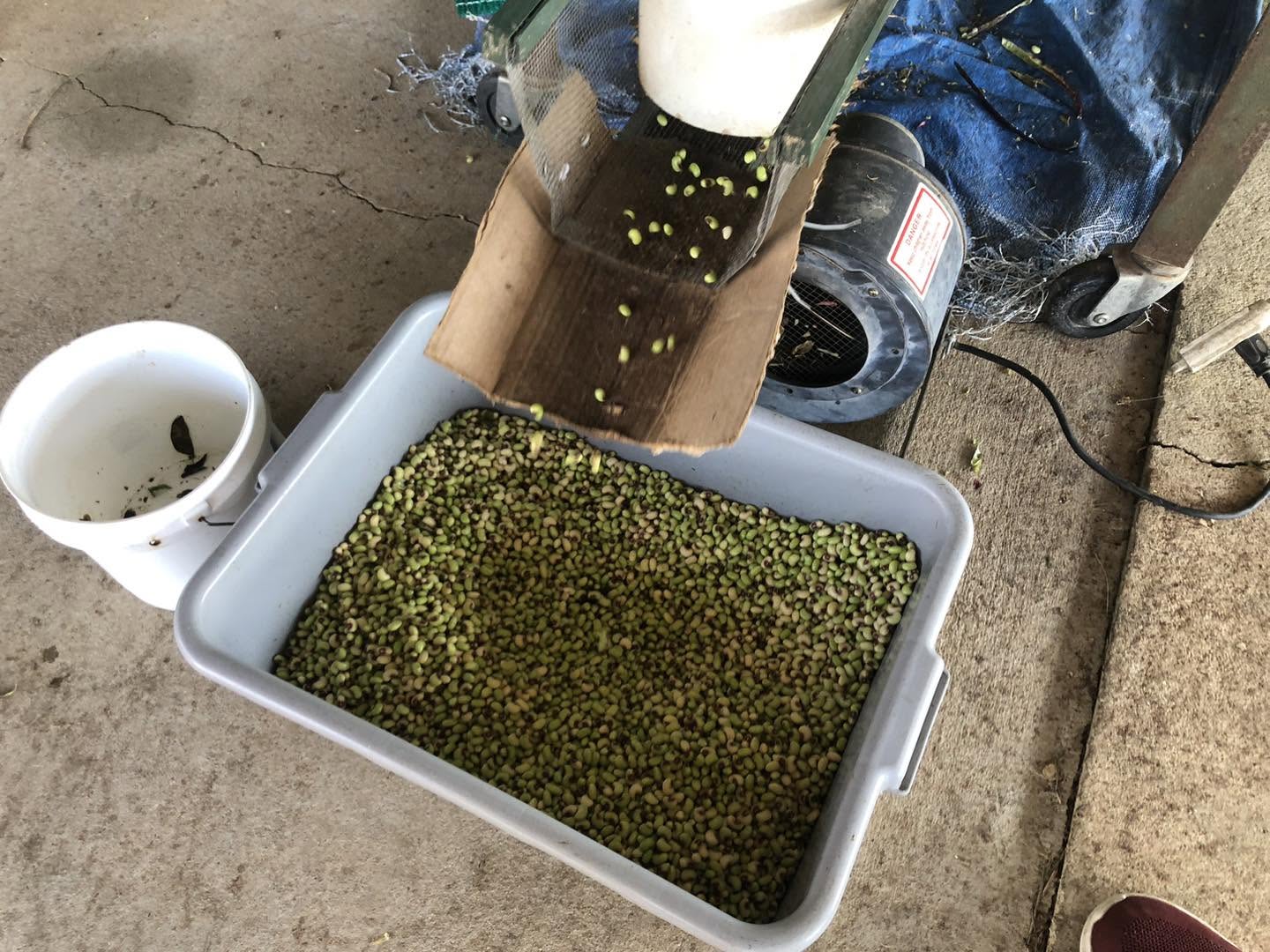 Pea Sheller