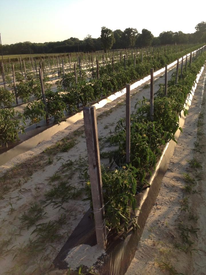 Tomato Plant